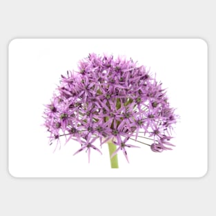 Allium stipitatum  &#39;Violet Beauty&#39; Sticker